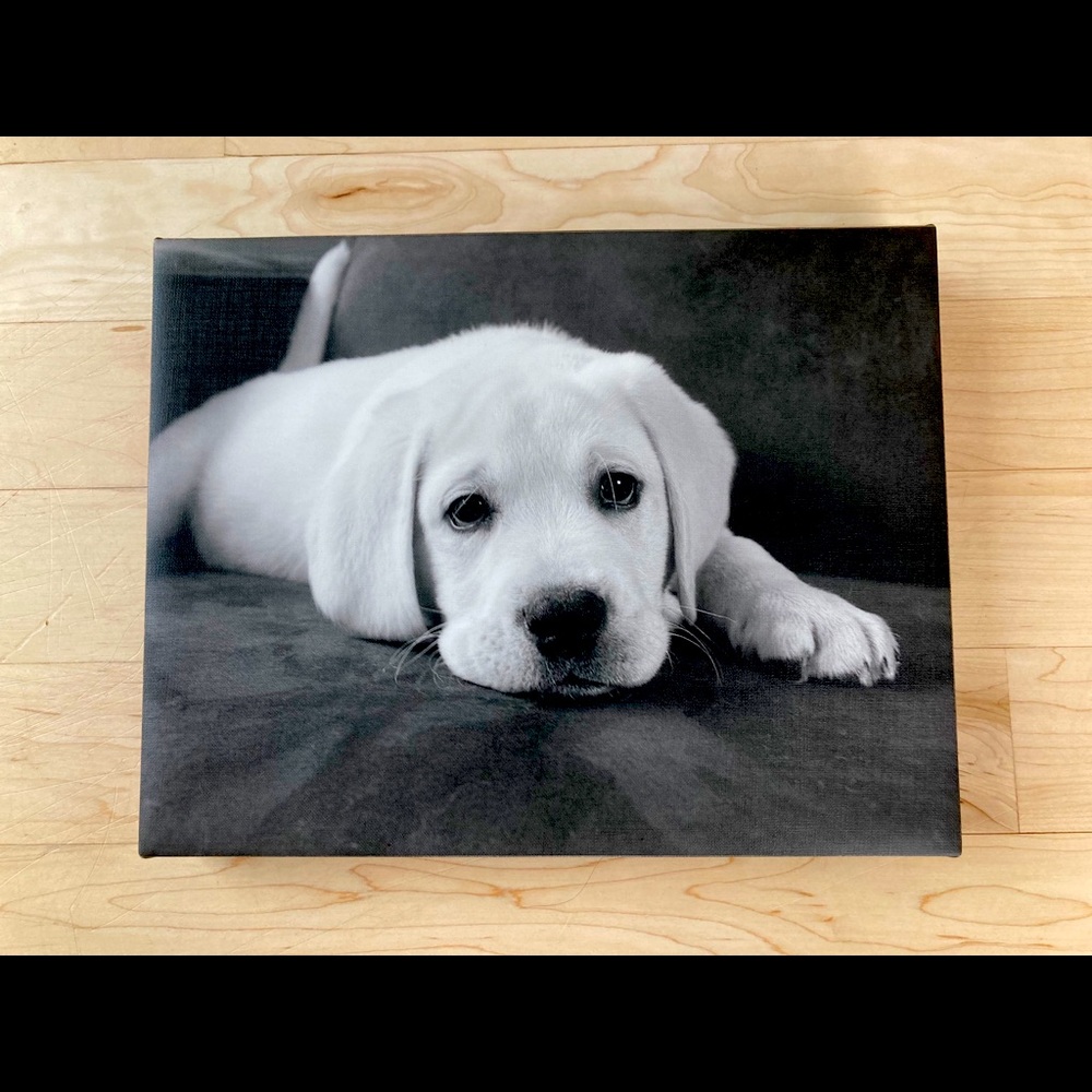 Puppy Picture
